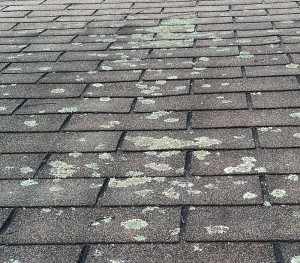 An example of lichen growing on a roof.