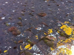 Roofman professional roof cleaning service.