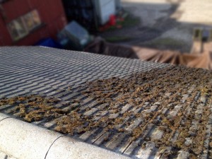 Roofman professional roof cleaning service.