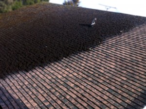 Roofman professional roof cleaning service.